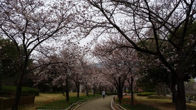 蓮池公園の散策路